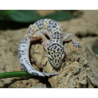 leopardgecko wildfarben