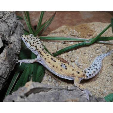 High Yellow Leopardgecko