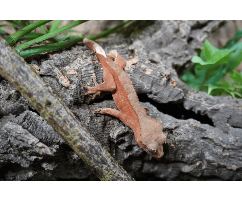 10.1 Phantom Bicolor