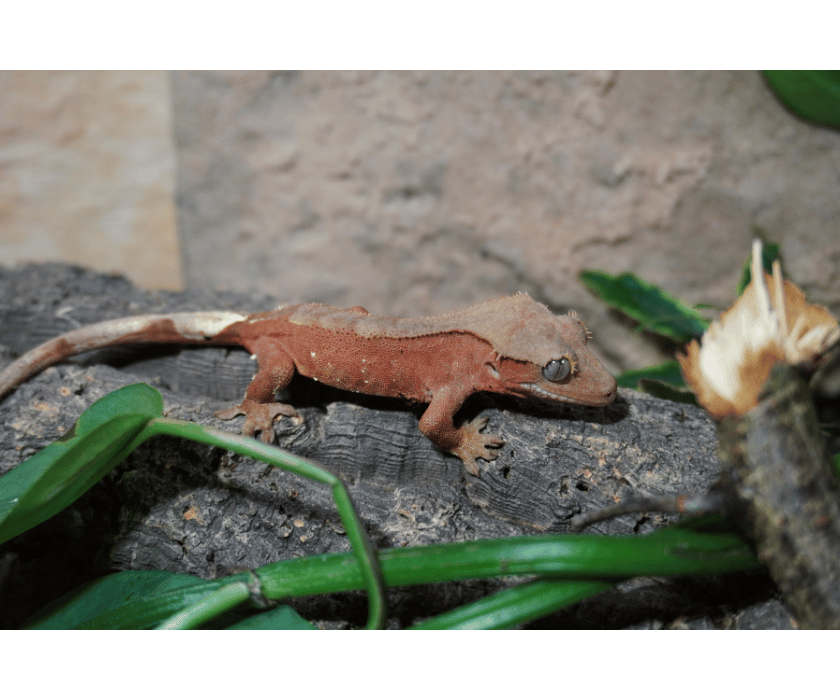 10.2 Phantom Bicolor