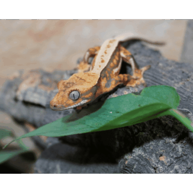 Harlequin Whitestripe