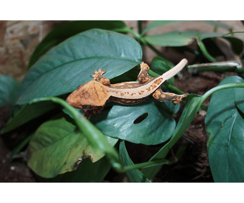 13.1 Harlequin Whitestripe