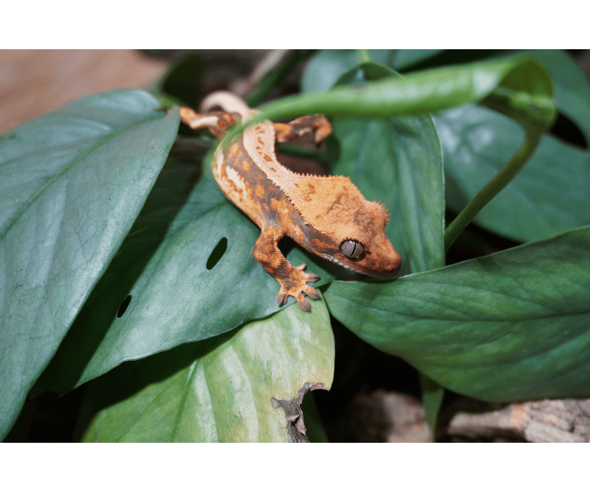 13.2 Harlequin Whitestripe