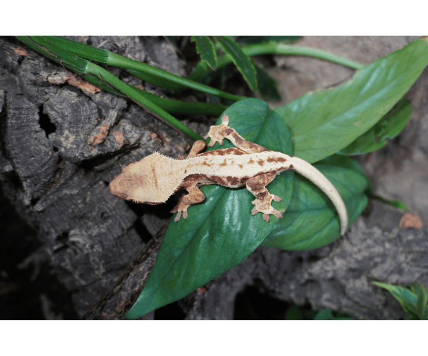 14.1 lilywhite blushing