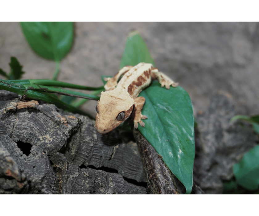 14.2 lilywhite blushing