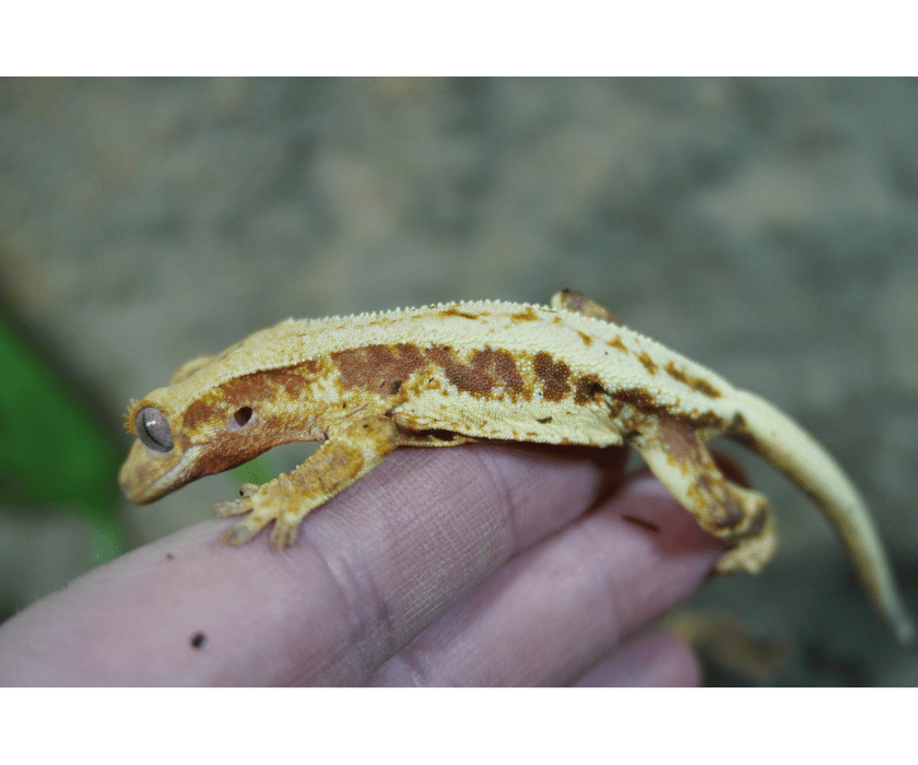 14.3 lilywhite blushing