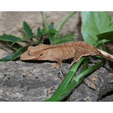 Brindle Leopardgecko