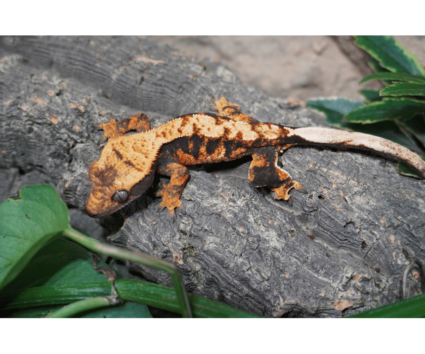 17 Extreme Harlequin