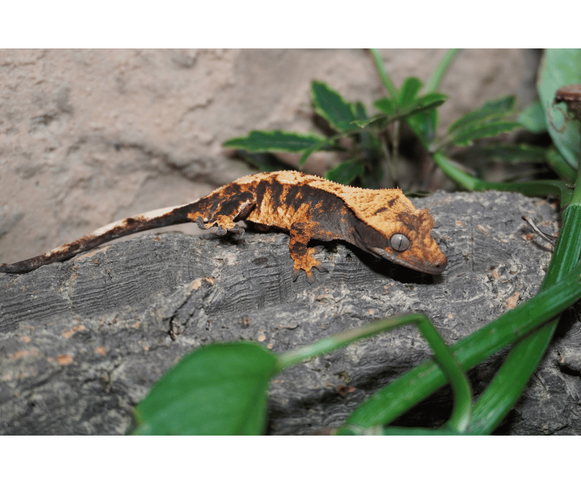 17.1 Extreme Harlequin