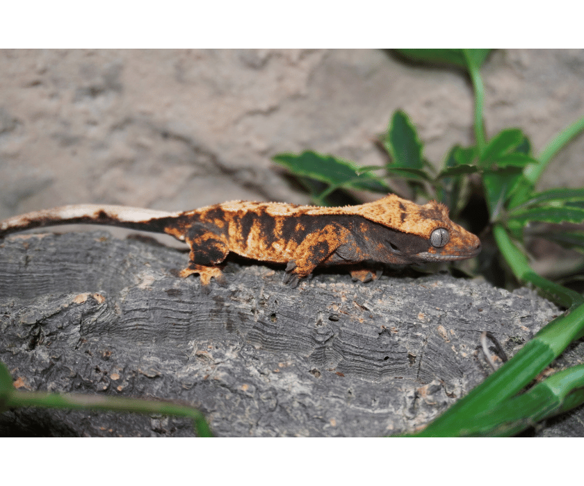 17.2 Extreme Harlequin