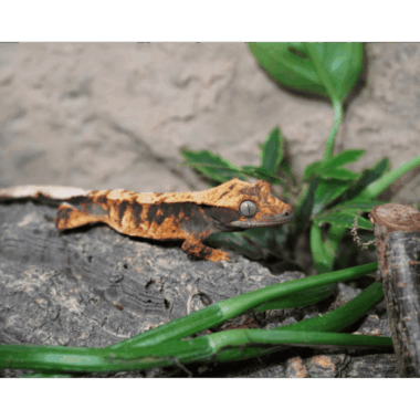 Extreme Harlequin gecko