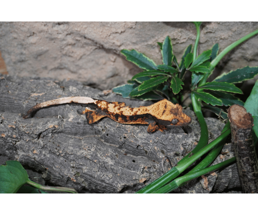 17.4 Extreme Harlequin