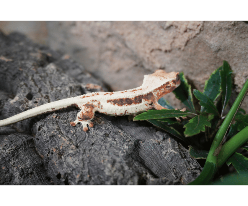 9.1 Drippy Lilywhite