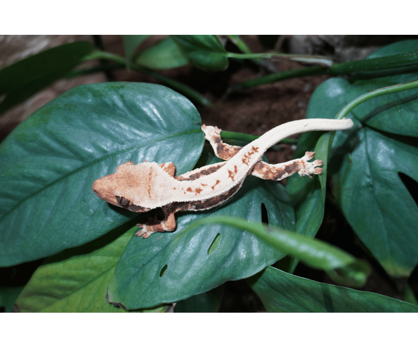 9.3 Drippy Lilywhite