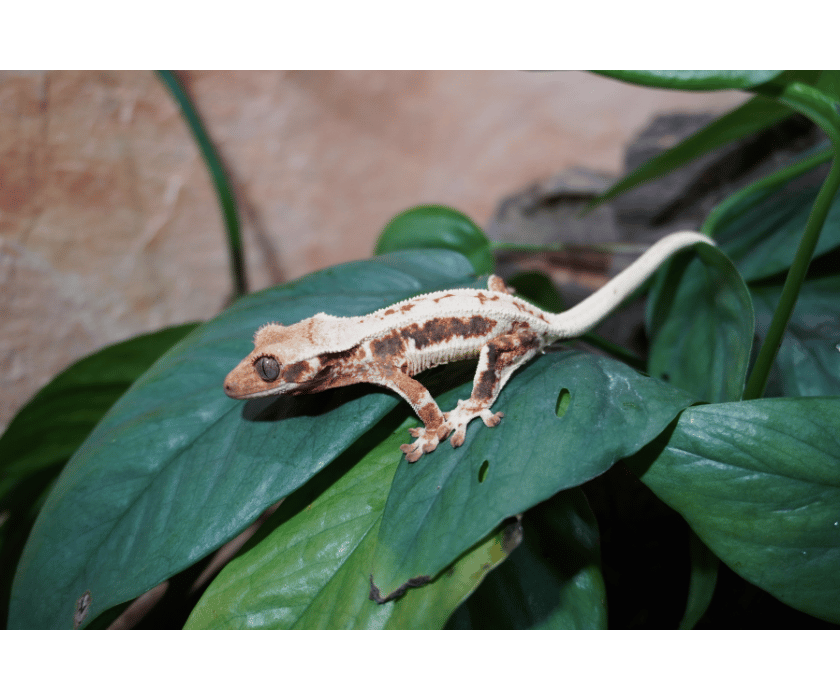 9.4 Drippy Lilywhite