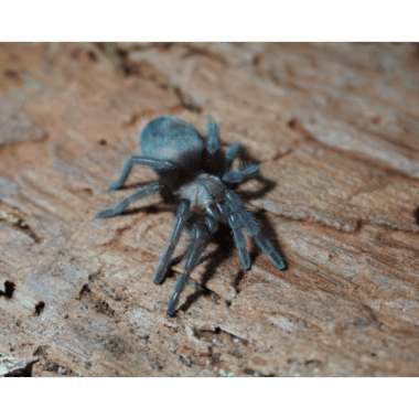 Brachypelma Albiceps