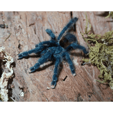 avicularia avicularia