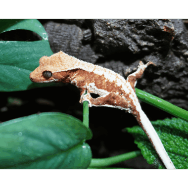 Seltener Kronengecko