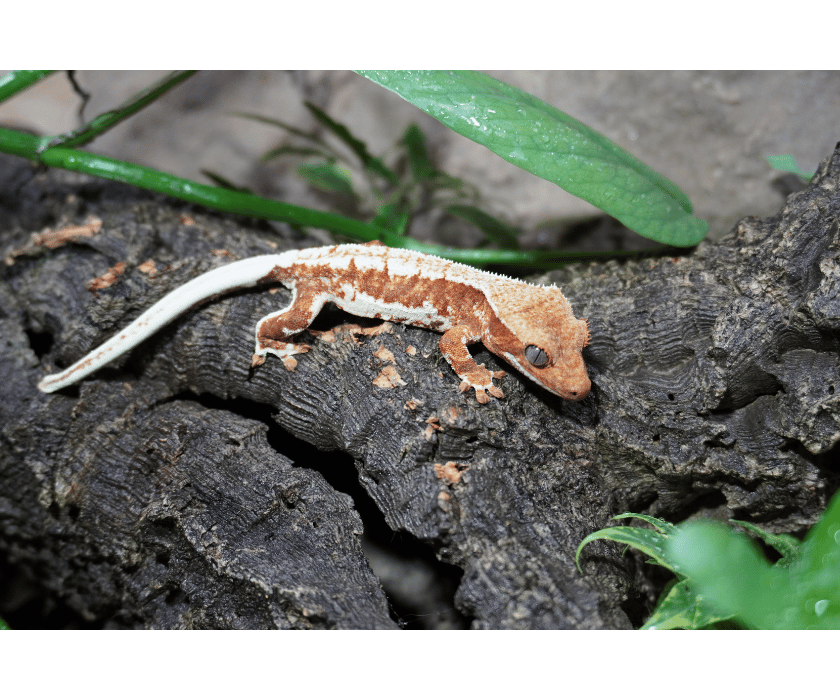 CC Ornage Lillywhite K+F 1.3