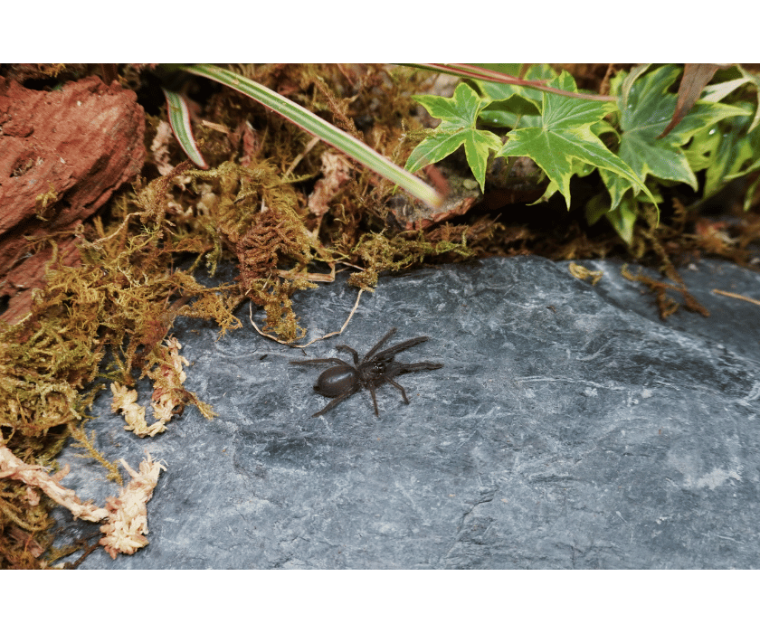 Chilobrachys Natanicharum