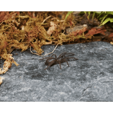 chilobrachys natanicharum