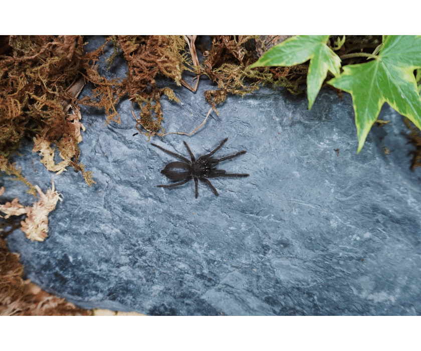 Chilobrachys Natanicharum2