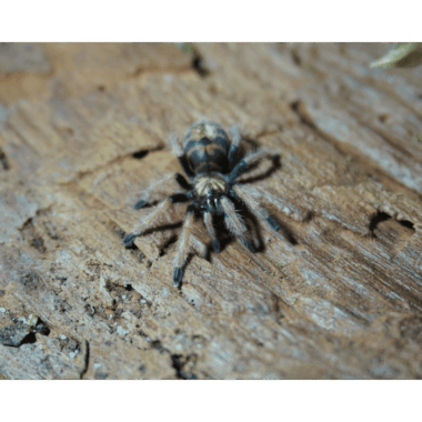 chromatopelma cyaneopubescens