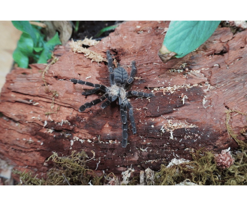 Cyriopagopus Hati Hati