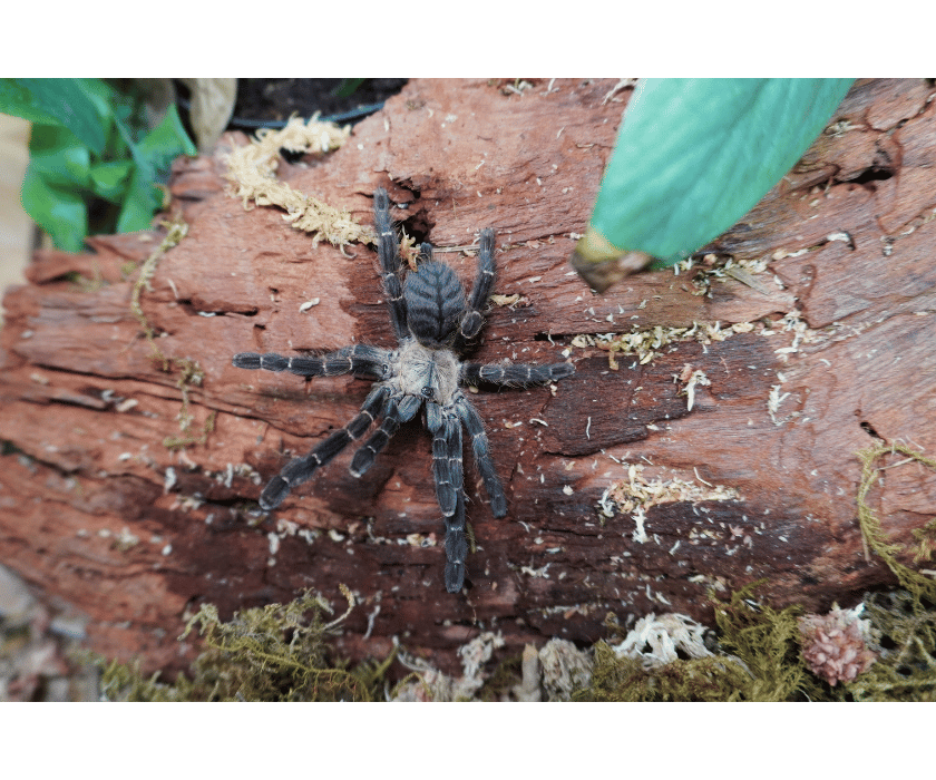 Cyriopagopus Hati Hati1