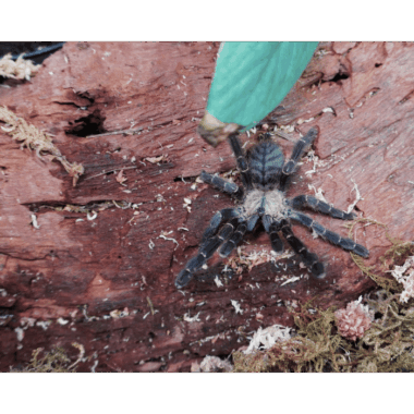 Hati Hati Vogelspinne