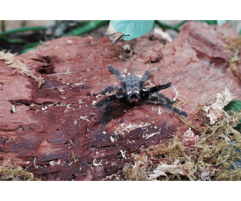 Cyriopagopus Hati Hati4