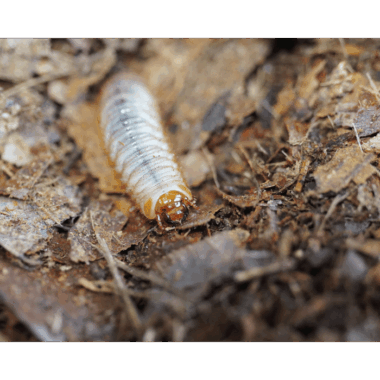 Dicronorhina Derbyana Layardi