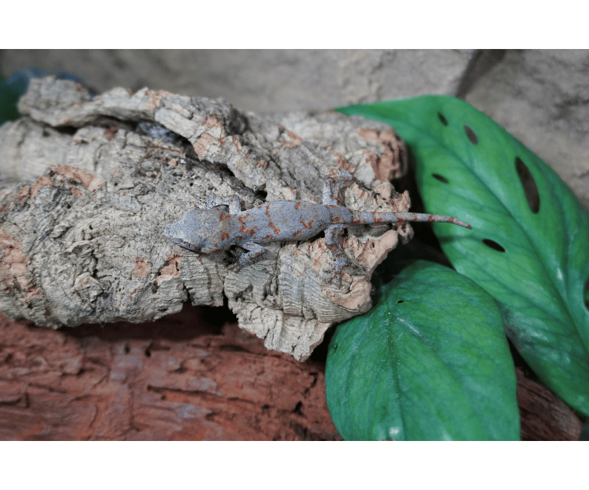 G1 Red Reticulated Orange Blotching 1