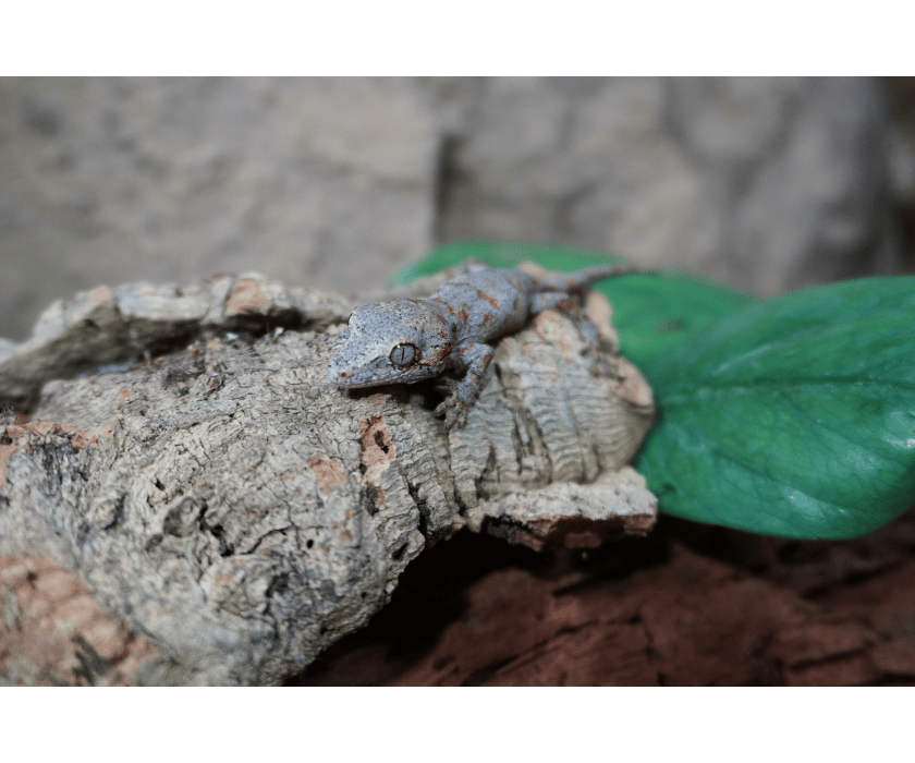G1 Red Reticulated Orange Blotching 2