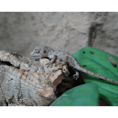 Blotched Gargoyle Gecko