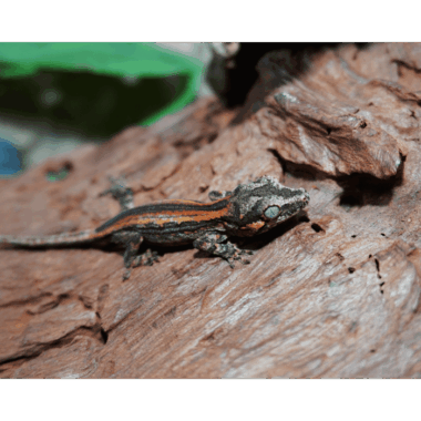 Quadstripe Gecko