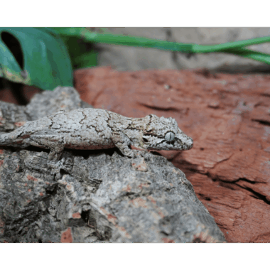 Reticulated Gargoyle Gecko