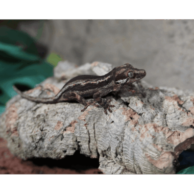 Super Stripe Gecko