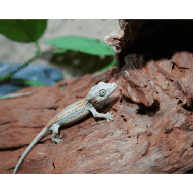 Orangestripe Gecko