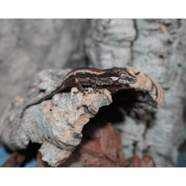 Quadstripe Gargoyle Gecko