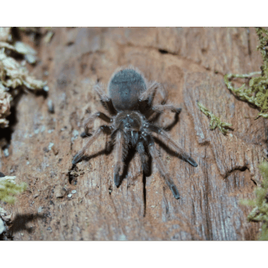 Brachypelma Klaasi Seltene Vogelspinne