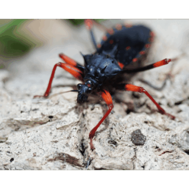 Raubwanze auch Königsmörder genannt