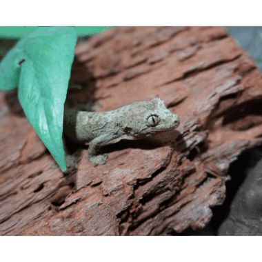 CHahoua Gecko Mainland