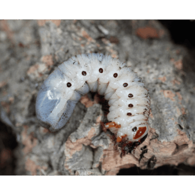 Mecynorrhina Torquata Ugandensis