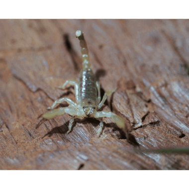 Maurischer Skorpion, Nachzucht