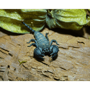 Opisthacanthus capensis