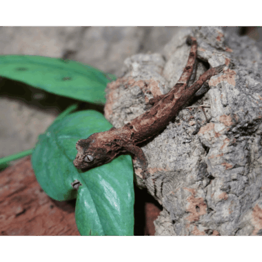 Seltener Pine Island Chahoua Gecko