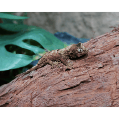 Pine Island Gecko