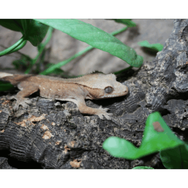 Kronengecko Patternless