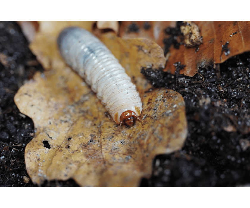 Pachnoda Fissipunctum 1